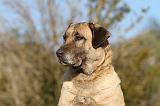 KANGAL 015